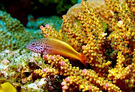 Paracirrhites forsteri (Black-sided Hawkfish), juvenile