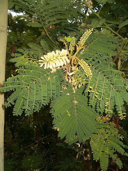 File:Paraserianthes lophantha Albizia lophantha BotGardBln271207A.jpg