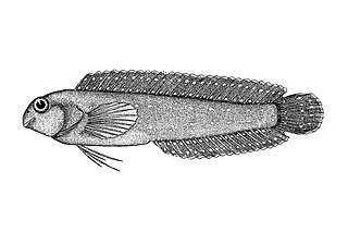 <i>Parenchelyurus hepburni</i> Species of fish