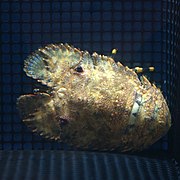 日本岩礁扇蝦（英语：Parribacus japonicus）