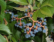 Parthenocissus quinquefolia Parthenocissus quinquefolia fructis.jpg