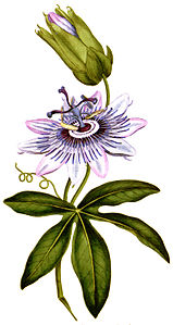 Plate 28 Passiflora cœrulea