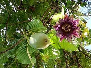 <i>Passiflora quadrangularis</i> Species of vine