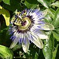 Blue Passion Flower (Passiflora caerulea)