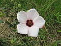 Pavonia hastata flower NC17.jpg