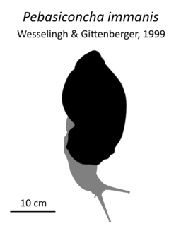 <i>Pebasiconcha immanis</i> Extinct species of gastropod