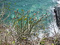 Guadeloupe dry forest