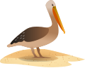 Thumbnail for Pelecanus paranensis