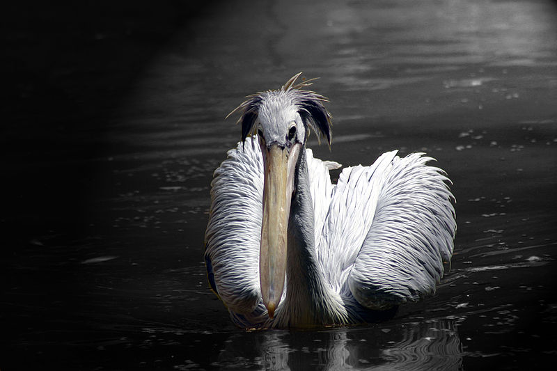 Fichier:Pelican on Water JM Rosier.jpg