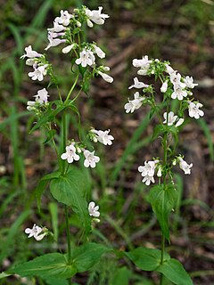 <i>Penstemon tenuis</i>