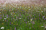 Pentwyn Farm Grasslands