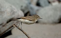 Perched Spot-billed Ground-tyrant (Muscisaxicola maculirostris) side view.jpg