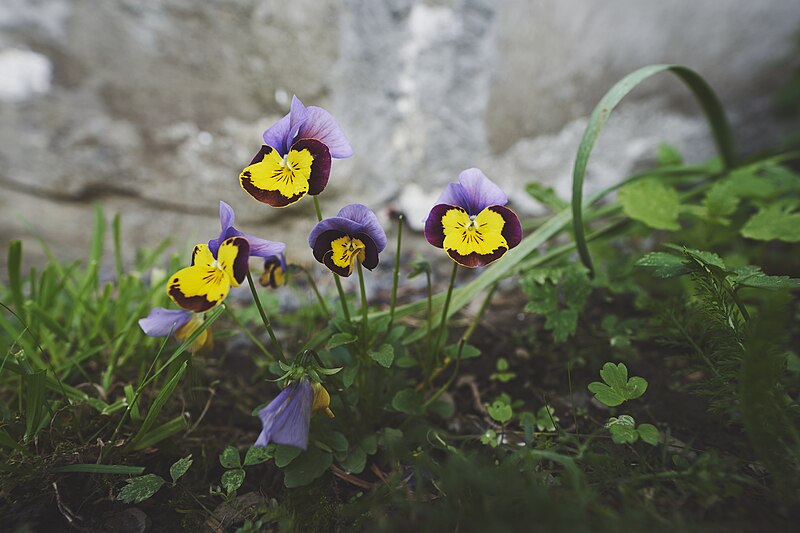 File:PermaLiv stemorsblomster 17-06-20 1.jpg