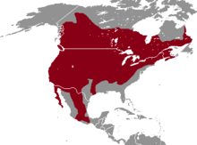 (Former) range map, when grouped with P. sonoriensis Peromyscus maniculatus range map.png