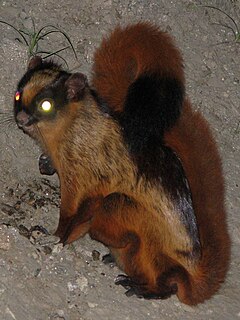 Bhutan giant flying squirrel Species of rodent