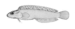 <i>Petroscirtes variabilis</i> Species of fish