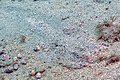 * Nomination Atlantic lizardfish (Synodus saurus), Teno-Rasca marine strip, Tenerife, Spain --Poco a poco 09:31, 12 June 2022 (UTC) * Promotion Good quality. --Snowmanstudios 09:37, 12 June 2022 (UTC)  Support Great! -- IamMM 10:09, 12 June 2022 (UTC)