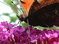 Tagpfauenauge bei der Nahrungsuafnahme , European Peacock during Ingestion