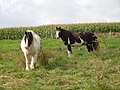 Pferde vor Maisfeld