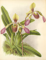 Paphiopedilum Lowe.  Orkidea-albumi, 1891.