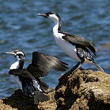 Black-faced cormorants holding wings out to dry their feathers after diving. Phalacrocorax fuscescens 1.jpg