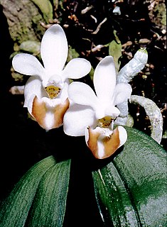 <i>Phalaenopsis lobbii</i> Species of orchid