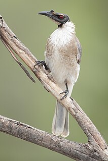 Noisy friarbird Species of bird