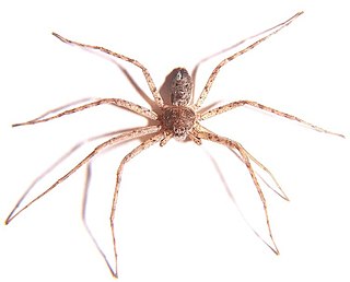 Philodromidae spider family