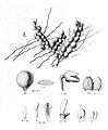 Phloeophila nummularia (as syn. Physosiphon echinanthus) plate 118, fig. I in: Alfred Cogniaux: Flora Brasiliensis vol. 3 pt. 4 (1893-1896) (Detail)