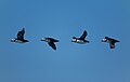 Image 1073Photo-montage of flying Atlantic puffin (Fratercula arctic), Maine Coastal Islands National Wildlife Refuge, Maine, US