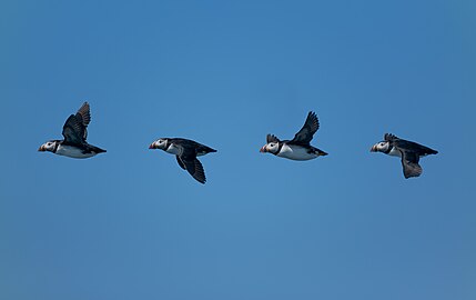 Photo-montage of flying Atlantic puffin (Fratercula arctic), Maine Coastal Islands National Wildlife Refuge, Maine, US