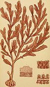 Phycologia australica; or, A history of Australian sea weeds and a synopsis of all known Australian Algae (1859) (14592816620).jpg