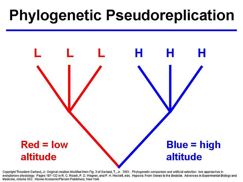 File:Phylogenetic Pseudoreplication.jpg