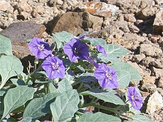 <i>Quincula</i> Genus of flowering plants