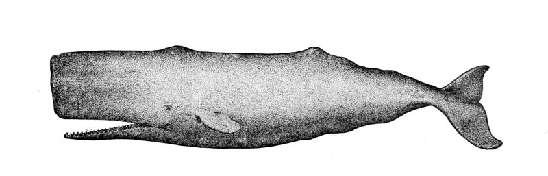 File:Physeter macrocephalus.jpg