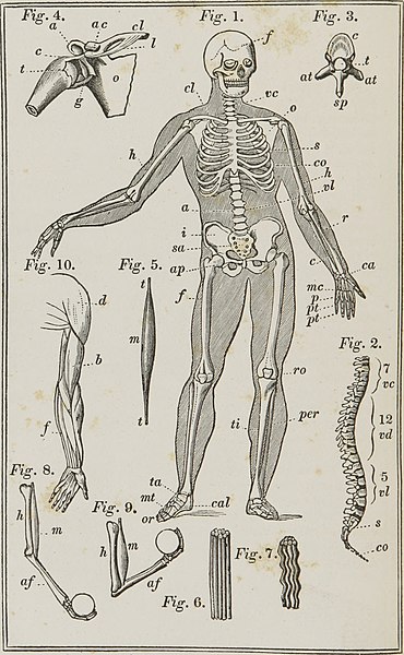 File:Physiology and animal mechanism - first-book of natural history, prepared for the use of schools and colleges (1841) (14784391632).jpg