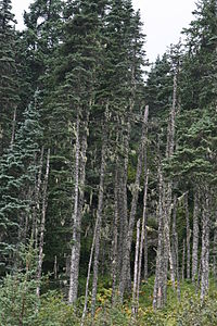 Picea x lutzii Skagway.jpg