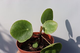 Pilea peperomioides во Ботаничката градина на ПМФ во Скопје