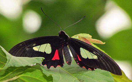 Tập_tin:Pink-checked_Cattleheart,_male,_dorsal.jpg