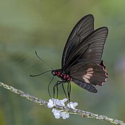 Parides eurimedes timias (Pink-checked cattleheart) male underside