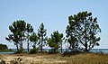 * Nomination Maritime pines (Pinus pinaster) -- Alvesgaspar 16:41, 19 July 2014 (UTC) * Promotion  Support Good quality but slight dust spot, see note and then delete it please--Lmbuga 20:27, 19 July 2014 (UTC)