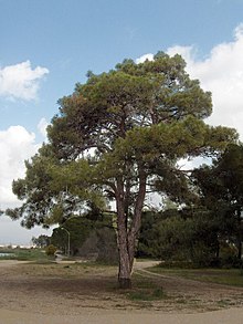 Pine tar - Wikipedia