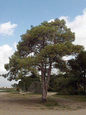 Pinus brutia.