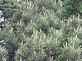 Pinus gerardiana with new growth at Kalpa, Himachal Pradesh, India.