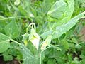 Pisum sativum (ru:Горох посевной) (en:Pea, snow peas or field peas) (de:Erbse, Gartenerbse oder Speiseerbse) (lv:Sējas zirnis jeb dārza zirni)