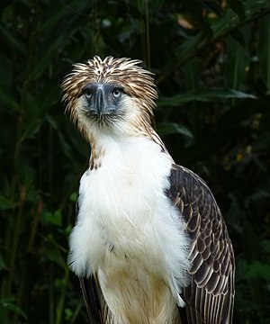 Philippinen Adler