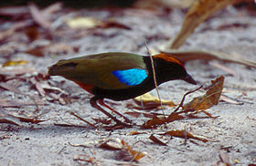 Berjongkok pelangi pitta