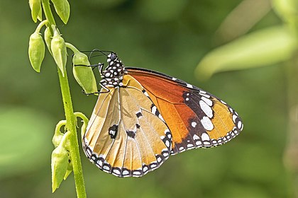 Macho de borboleta-tigre (Danaus chrysippus chrysippus) perto de Kumarakom, Querala, Índia (definição 3 860 × 2 573)