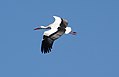 Planckendael White stork 11.jpg