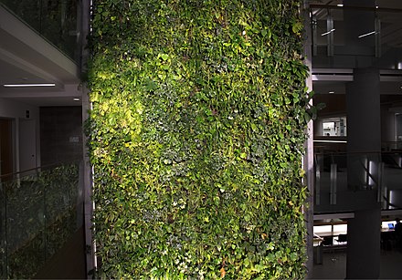 An indoor green wall at the University of Ottawa